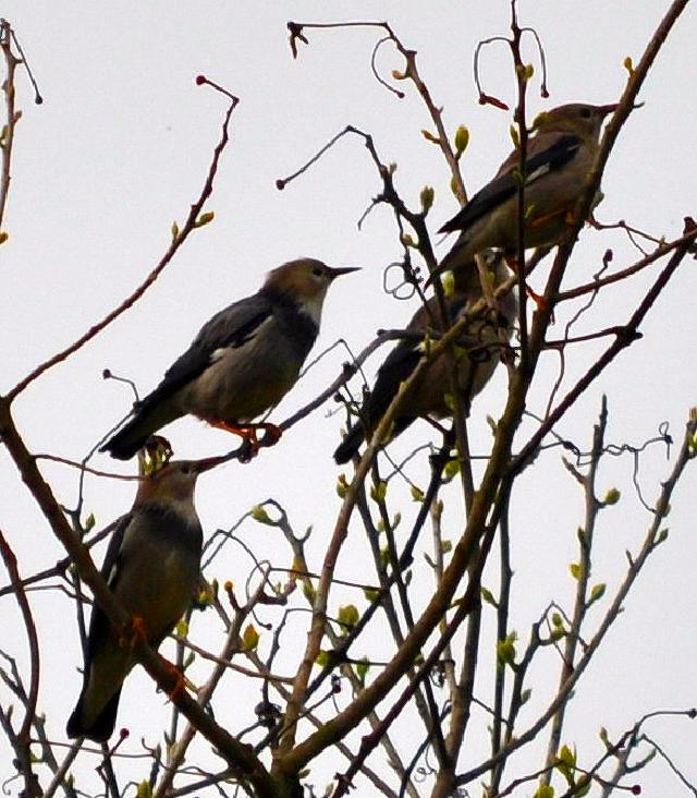 red billed starling